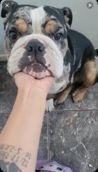 Lost Male Dog last seen Main street and imperial hwy, Los Angeles, CA 90061
