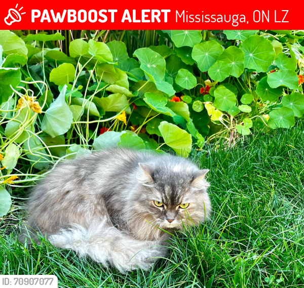 Lost Female Cat last seen Burnhamthorpe Rd E & Cawthra Rd, Mississauga, Mississauga, ON L4Z