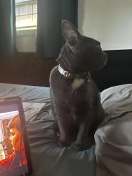 Lost Female Cat last seen Near sierra ave, Big Bear, CA 92314