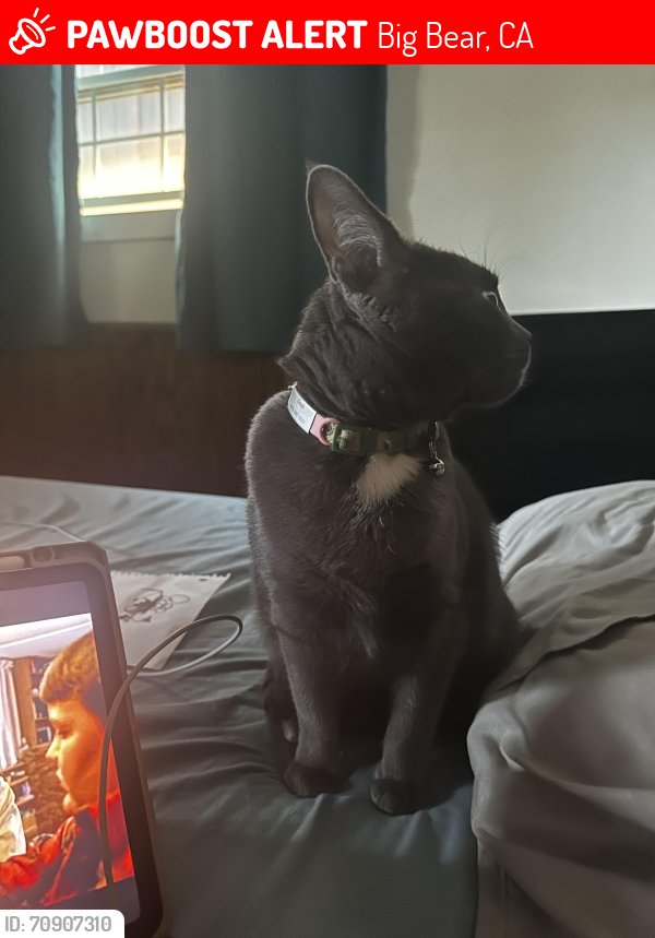 Lost Female Cat last seen Near sierra ave, Big Bear, CA 92314