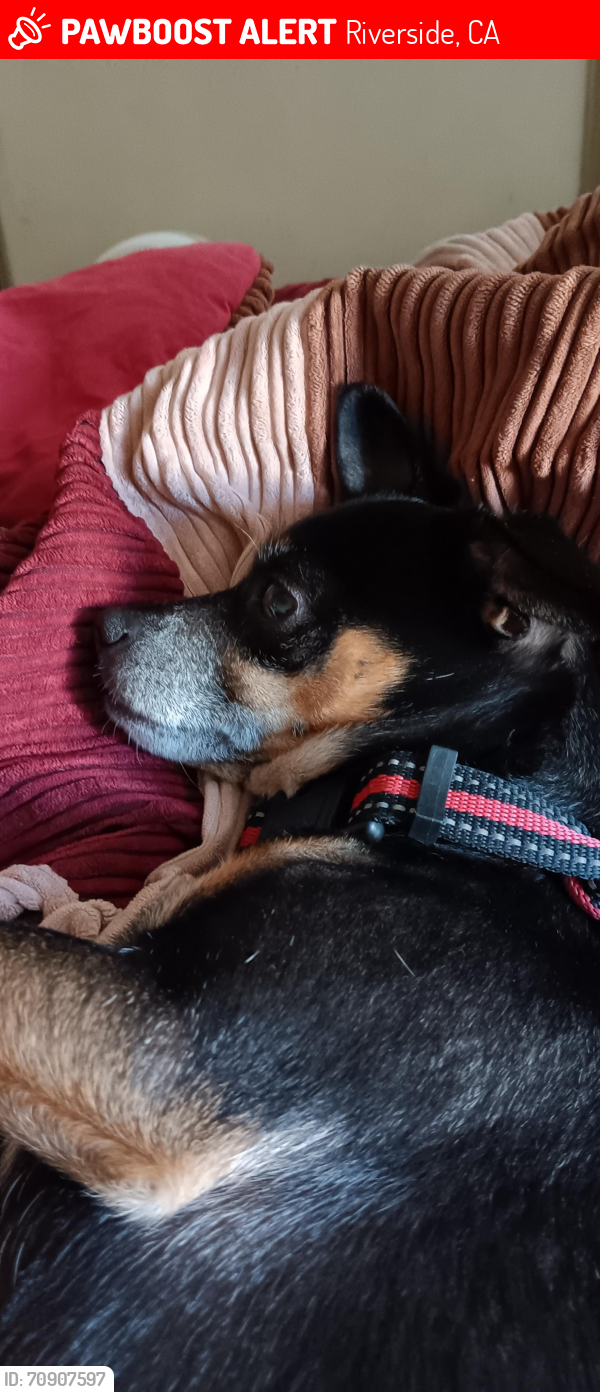 Lost Male Dog last seen Mary and Washington, Riverside, CA 92506