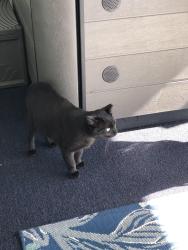 Lost Male Cat last seen Melaleuca Ln, Greenacres, FL 33463