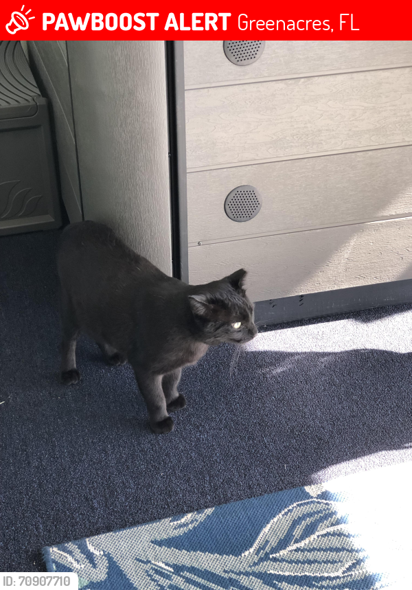 Lost Male Cat last seen Melaleuca Ln, Greenacres, FL 33463