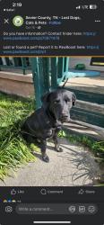 Lost Male Dog last seen Sevierville , Sevier County, TN 37722