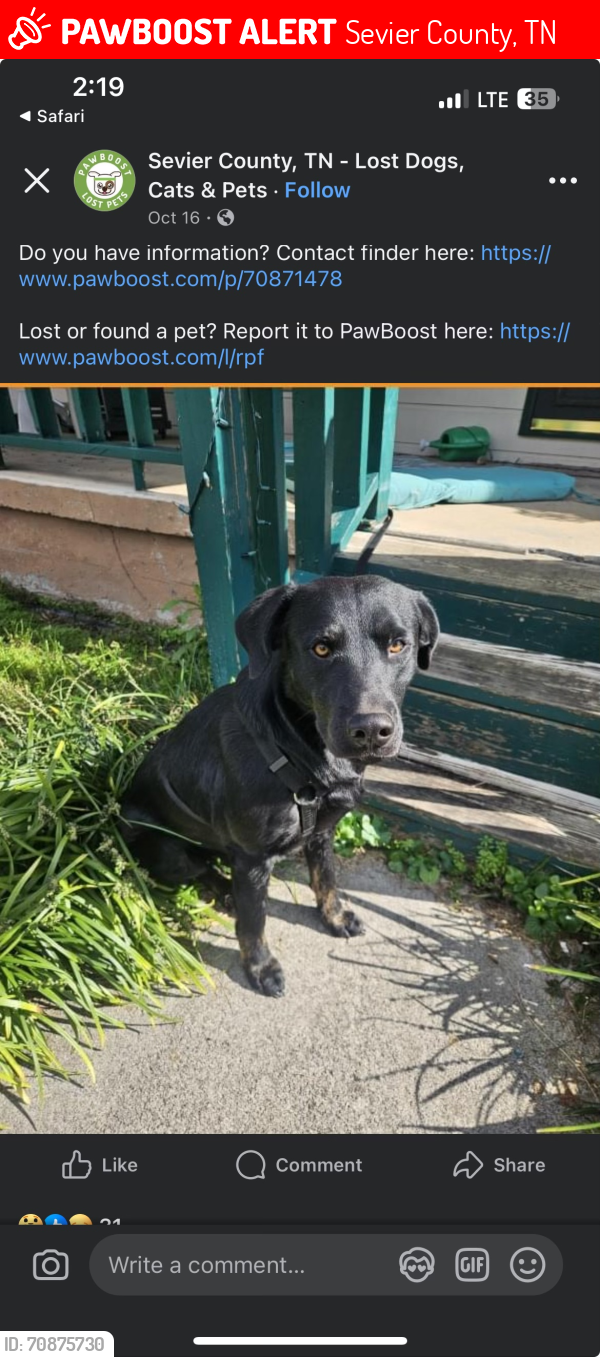Lost Male Dog last seen Sevierville , Sevier County, TN 37722