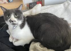 Lost Male Cat last seen Kaylyn st and Vineyard dr , Lancaster, CA 93535