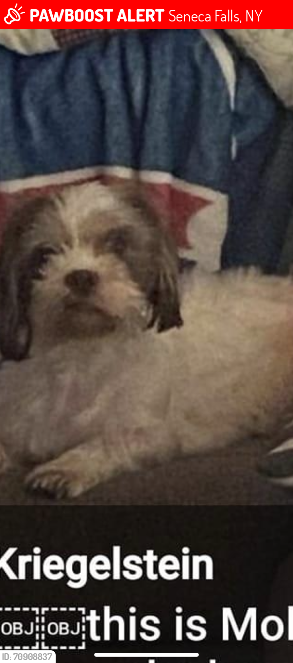 Lost Female Dog last seen Jay street heading to the cemetery , Seneca Falls, NY 13148