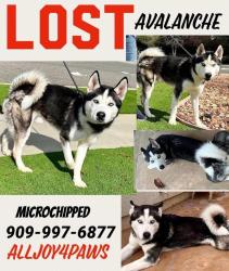 Lost Male Dog last seen Highway , El Dorado County, CA 95726