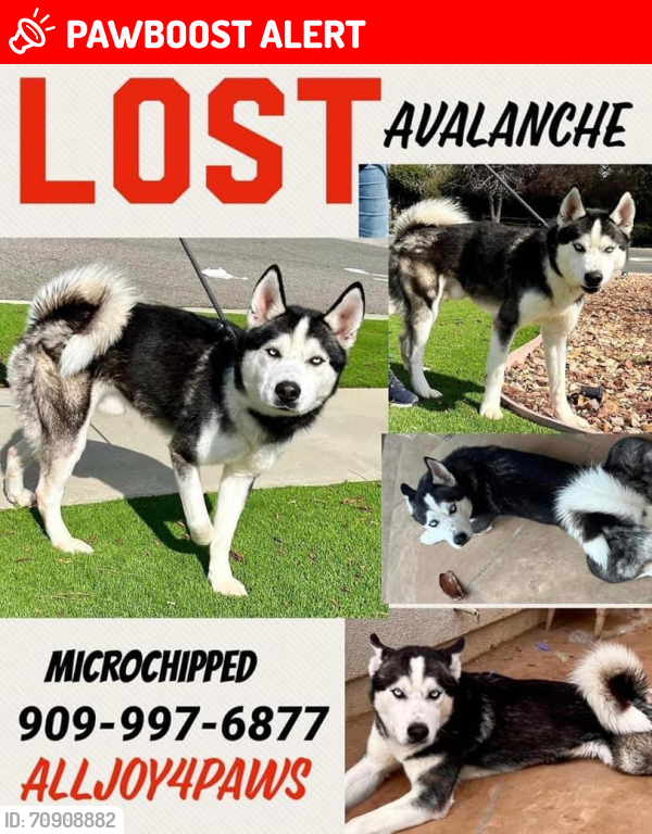 Lost Male Dog last seen Highway , El Dorado County, CA 95726