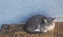 Lost Male Cat last seen Hardy and 95th, Inglewood, CA 90303