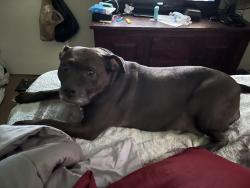Lost Female Dog last seen Near Marcia drive Columbus Ohio 43211, Columbus, OH 43211