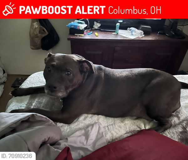 Lost Female Dog last seen Near Marcia drive Columbus Ohio 43211, Columbus, OH 43211