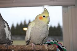 Lost Female Bird last seen Kentland Drive in King, NC, King, NC 27021