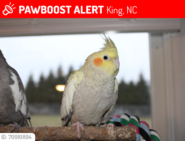 Lost Female Bird last seen Kentland Drive in King, NC, King, NC 27021