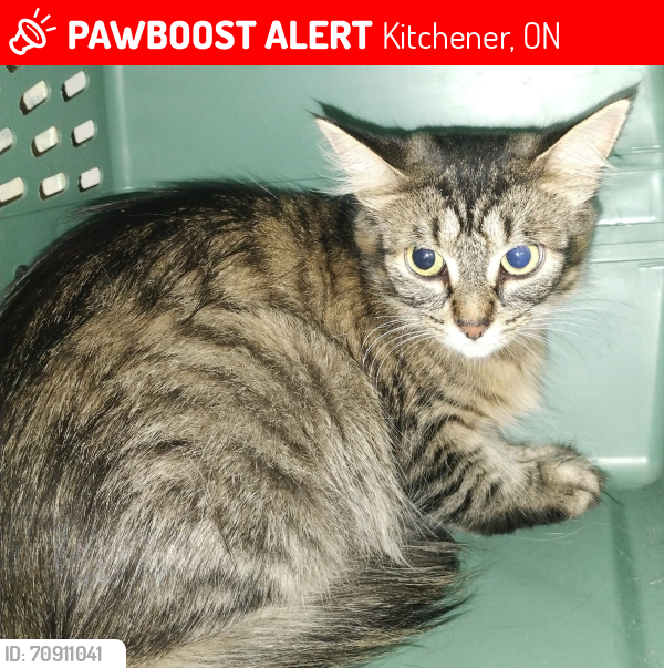 Lost Female Cat last seen Templewood, Kitchener, ON 