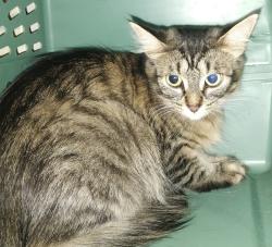 Lost Female Cat last seen Templewood, Kitchener, ON 