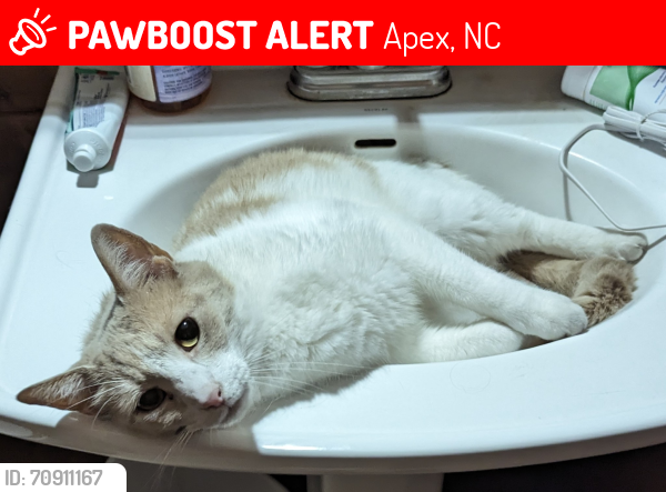 Lost Male Cat last seen Humie olive/ whistling quail , Apex, NC 27502