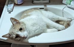 Lost Male Cat last seen Humie olive/ whistling quail , Apex, NC 27502