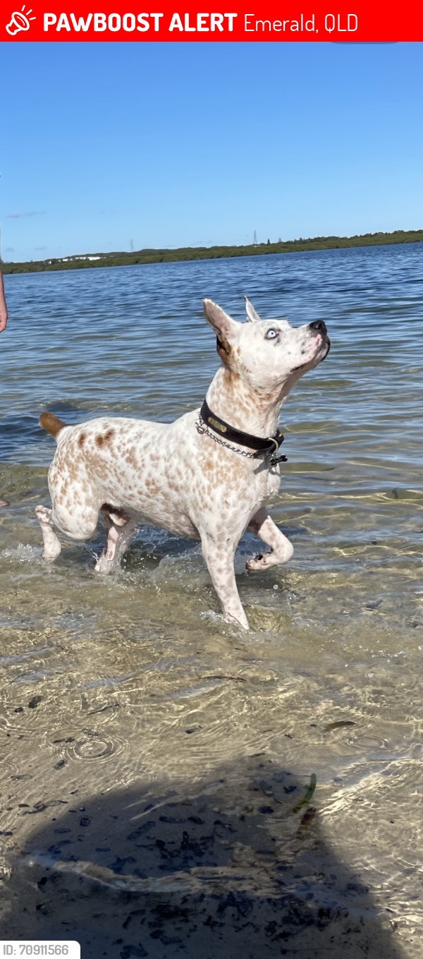 Lost Male Dog last seen Clermont BP, Emerald, QLD 4720