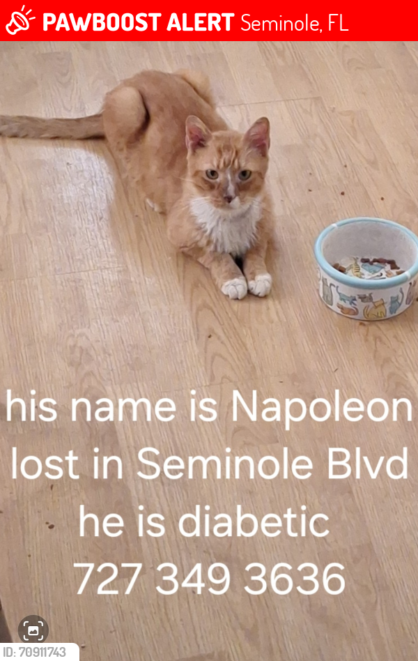 Lost Male Cat last seen Seminole blvd, Seminole, FL 33778
