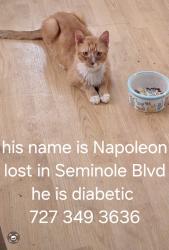 Lost Male Cat last seen Seminole blvd, Seminole, FL 33778