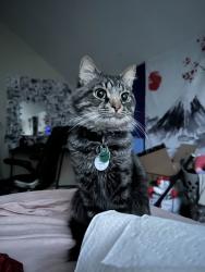 Lost Male Cat last seen Near Avent Meadows Lane, Holly Springs, NC 27540