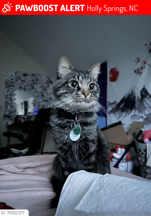 Lost Male Cat last seen Near Avent Meadows Lane, Holly Springs, NC 27540