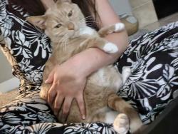 Lost Male Cat last seen Willamette greenway state park wilsonville oregon, Wilsonville, OR 97002