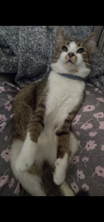 Lost Male Cat last seen Causey Street and Boston Road , Greensboro, NC 27407