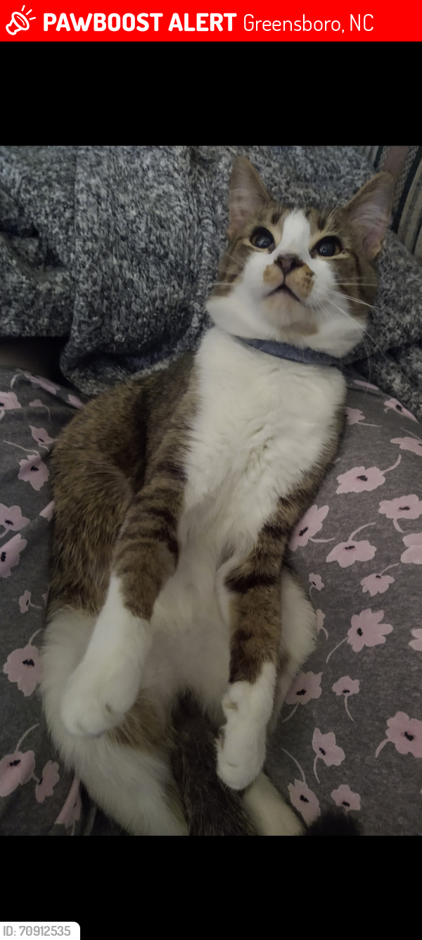 Lost Male Cat last seen Causey Street and Boston Road , Greensboro, NC 27407