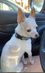 Lost Male Dog last seen Clarke and White Roads Ocoee, Ocoee, FL 34761