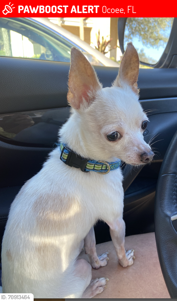 Lost Male Dog last seen Clarke and White Roads Ocoee, Ocoee, FL 34761