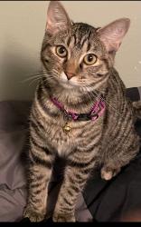 Lost Female Cat last seen Buchanan Pl & Dunkirk, Aurora, CO 80011