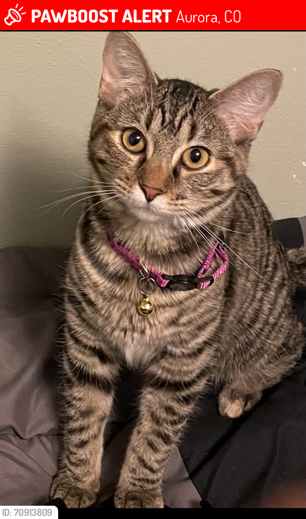 Lost Female Cat last seen Buchanan Pl & Dunkirk, Aurora, CO 80011