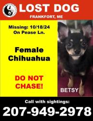 Lost Female Dog last seen Hamm Road/Pease Lane , Frankfort, ME 04438