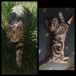 Lost Male Cat last seen Manningham Lane / Midland Road (Bradford City FC) , West Yorkshire, England BD1