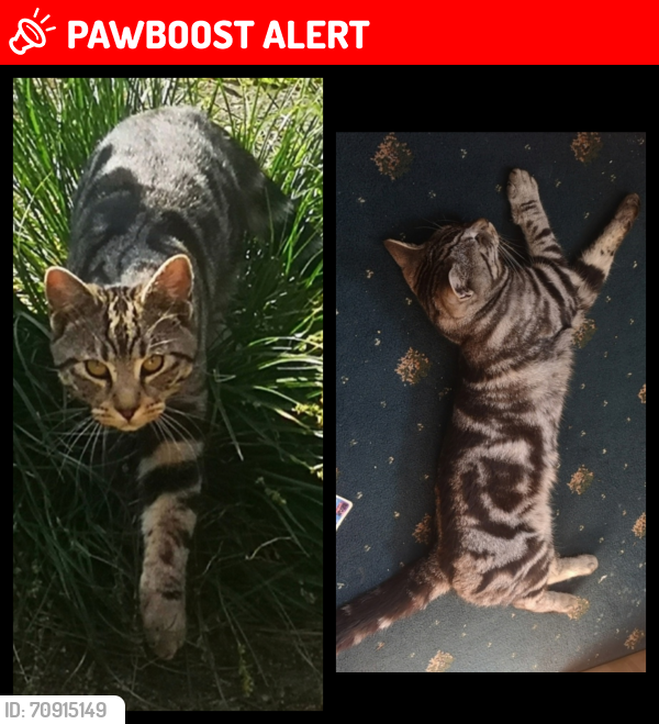 Lost Male Cat last seen Manningham Lane / Midland Road (Bradford City FC) , West Yorkshire, England BD1
