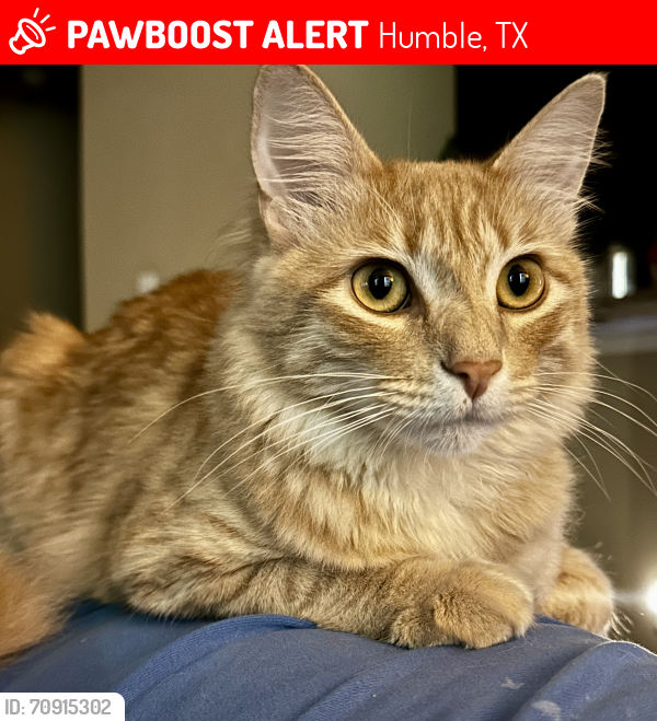 Lost Male Cat last seen Fall Creek Sports Complex, Humble, TX 77396
