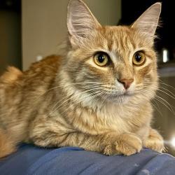 Lost Male Cat last seen Fall Creek Sports Complex, Humble, TX 77396