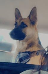 Lost Male Dog last seen Cantlay st. and quartz ave, Los Angeles, CA 91306