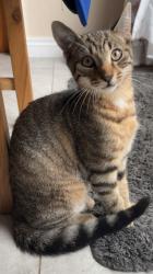 Lost Male Cat last seen Anna’s Grove, Antrim and Newtownabbey, Northern Ireland BT36