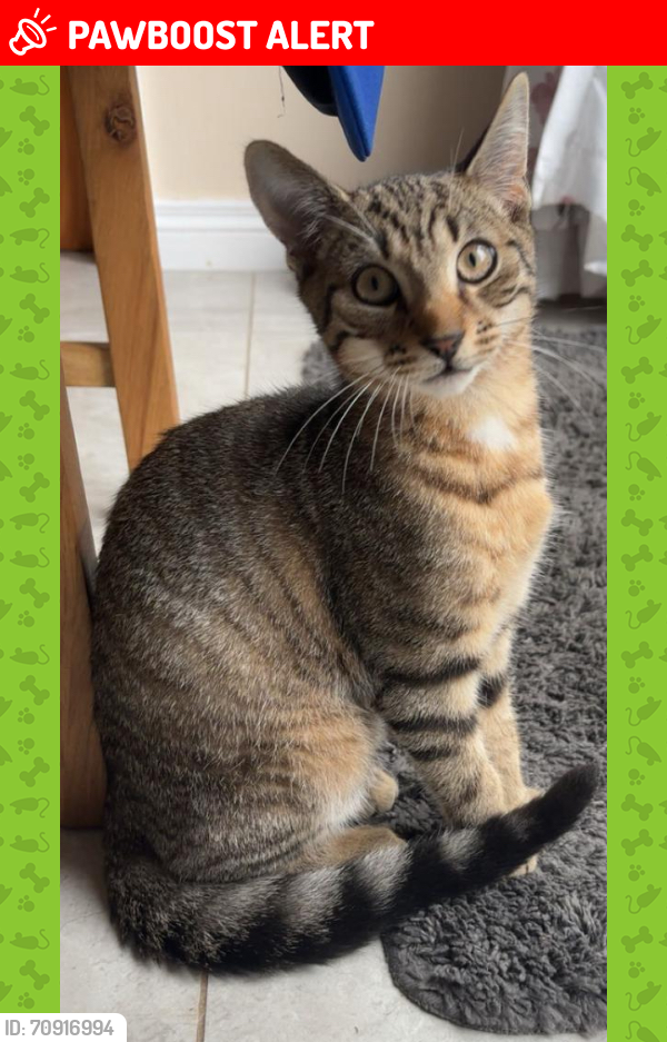 Lost Male Cat last seen Anna’s Grove, Antrim and Newtownabbey, Northern Ireland BT36