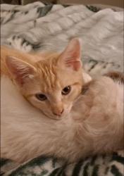Lost Female Cat last seen 15th Street and Santa Clara street, San Jose, CA 95112