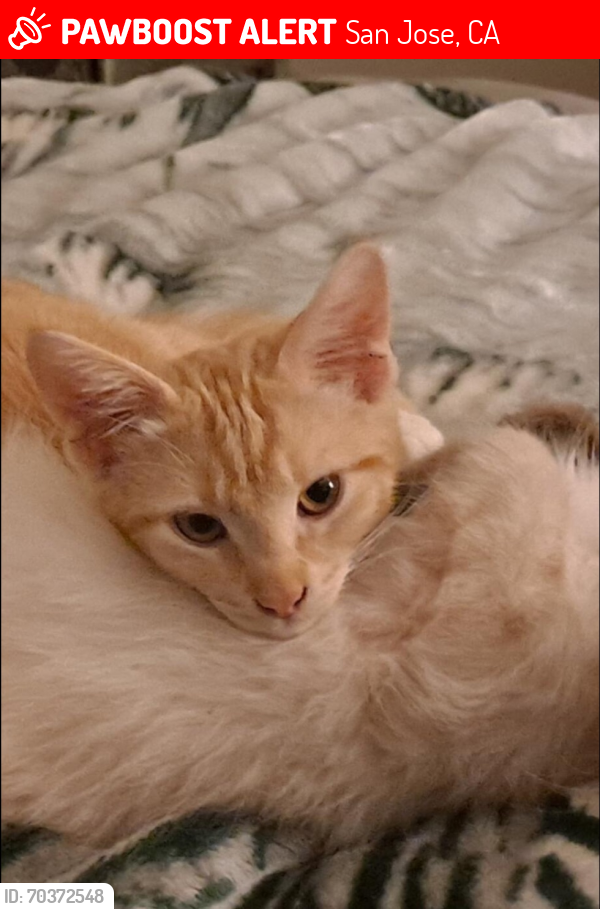 Lost Female Cat last seen 15th Street and Santa Clara street, San Jose, CA 95112