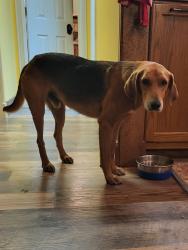 Lost Male Dog last seen Ranchland subdivision,  Endville community,  Pontotoc county. MS, Belden, MS 38826
