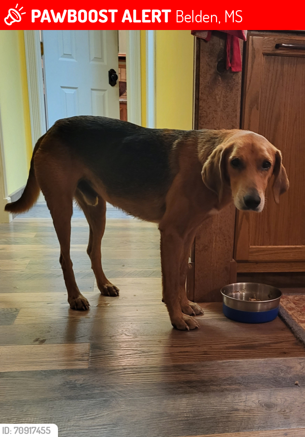 Lost Male Dog last seen Ranchland subdivision,  Endville community,  Pontotoc county. MS, Belden, MS 38826