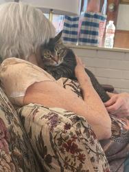 Lost Female Cat last seen Bozeman Farms Neighborhood , Wylie, TX 75098
