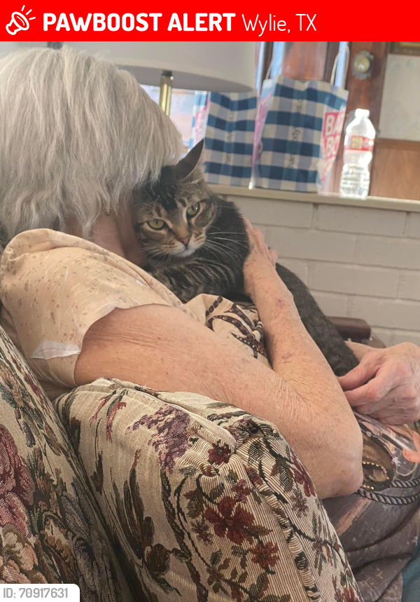 Lost Female Cat last seen Bozeman Farms Neighborhood , Wylie, TX 75098