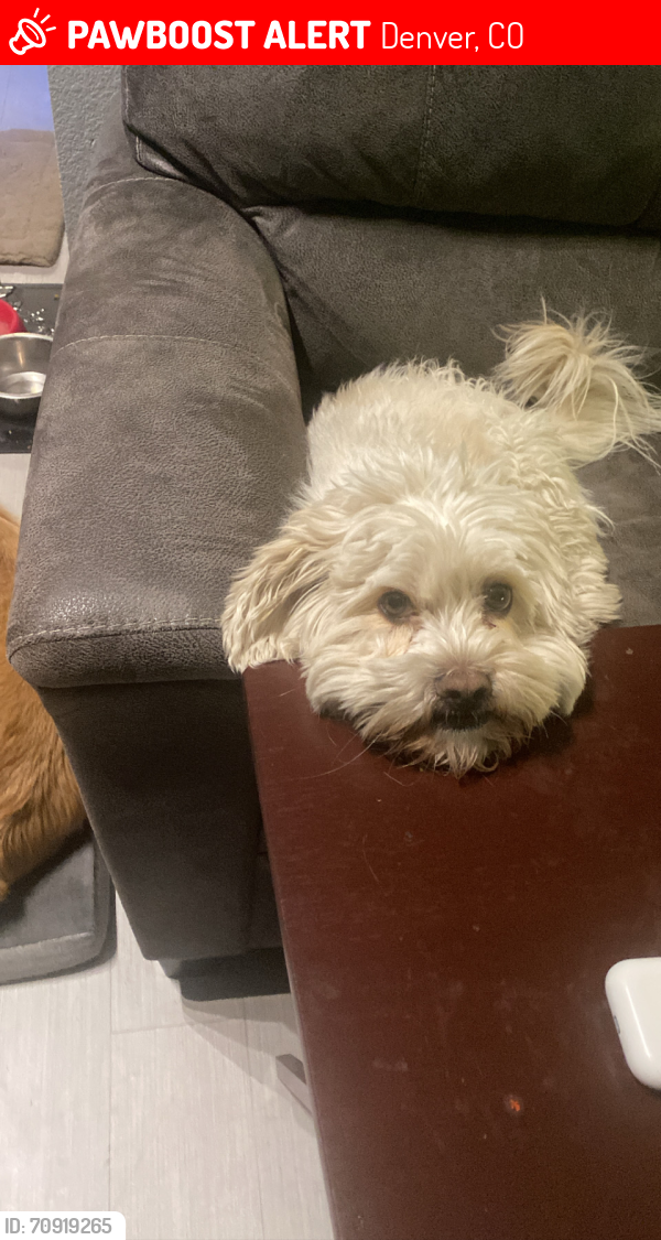 Lost Male Dog last seen Colfax and race , Denver, CO 80206