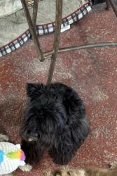 Lost Male Dog last seen Near NW area , Miami, FL 33147
